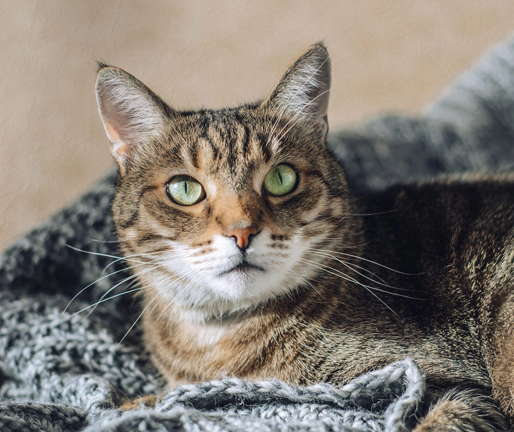 Tabby cat lies on a gray knitted blanket in the sun. A pet