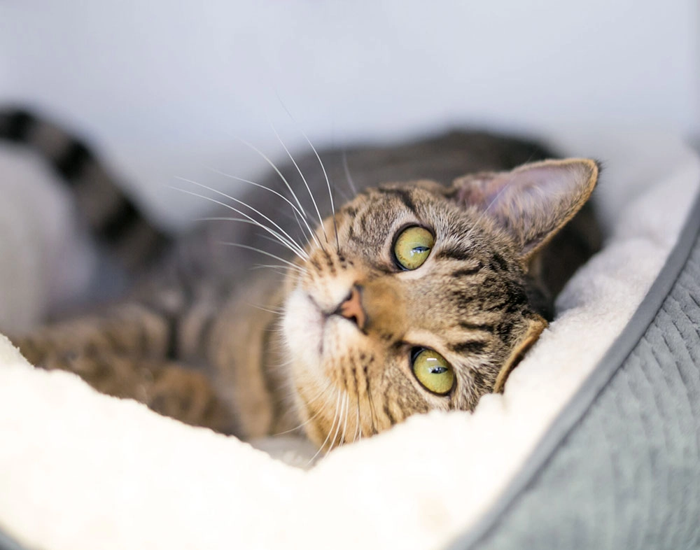 A tabby shorthair cat lying down in a comfortable pet bed