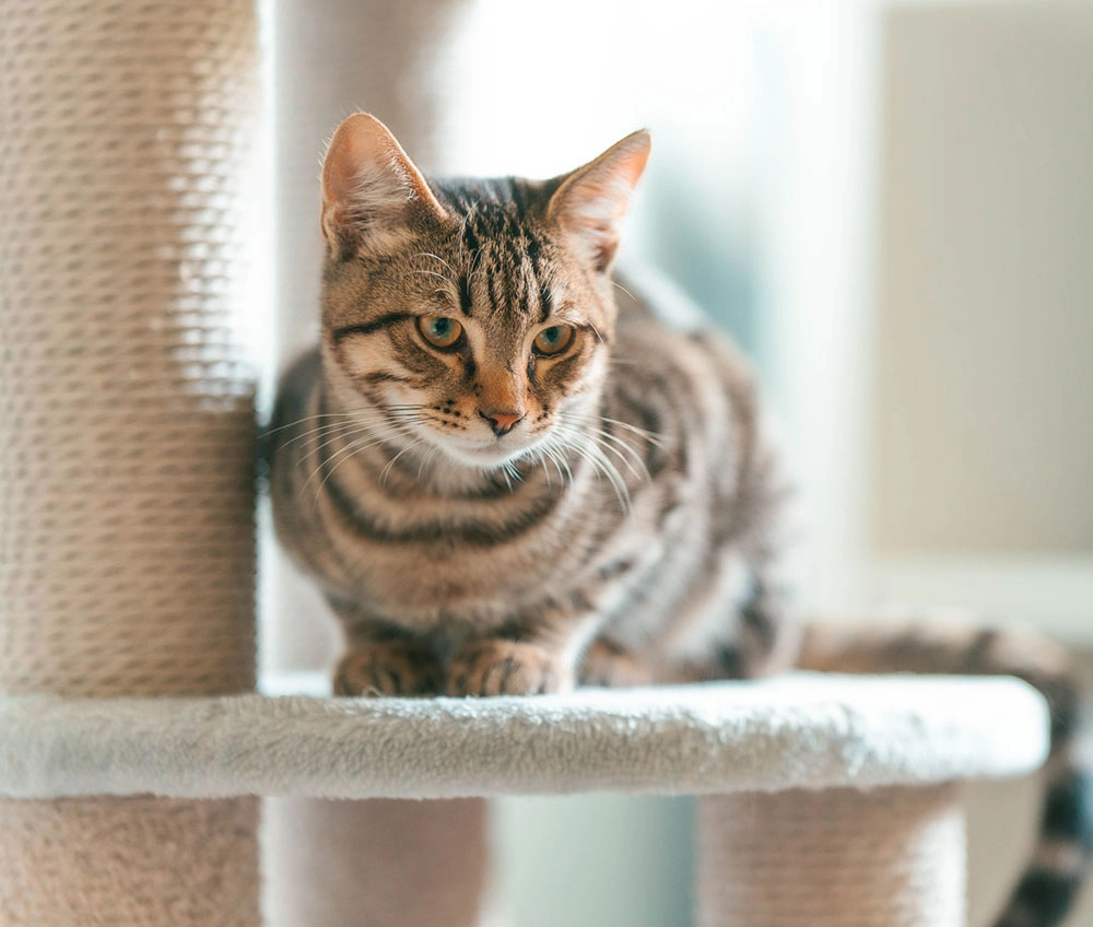 Tabby cat on a cat tree indoors.